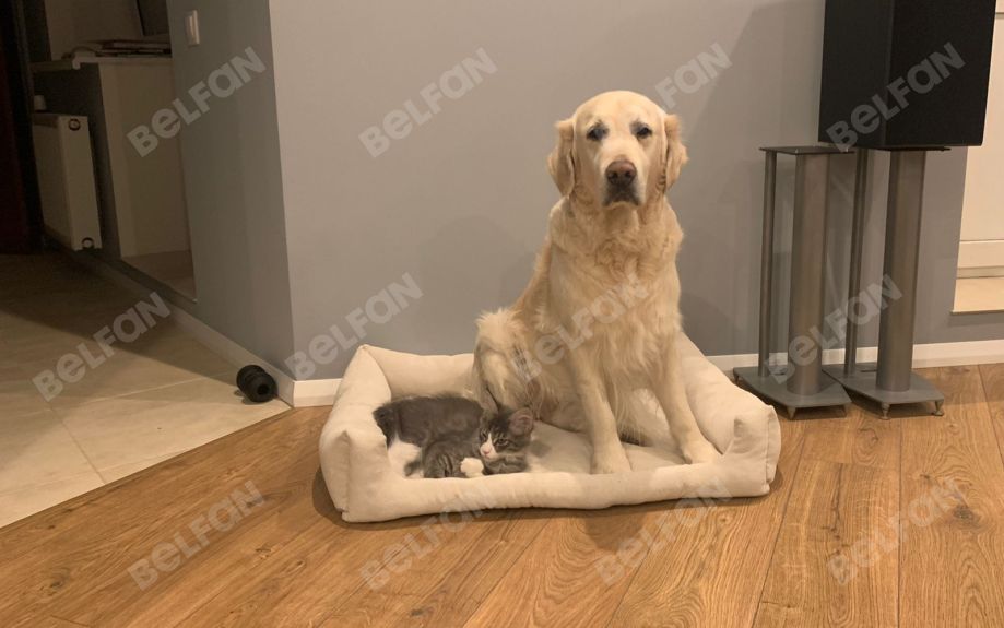 Лежанка для животных (прямоугольная). Фотографии клиентов. 3