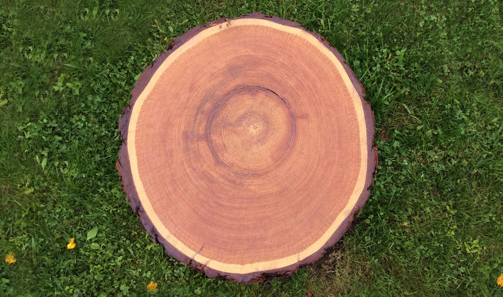 Лиственница